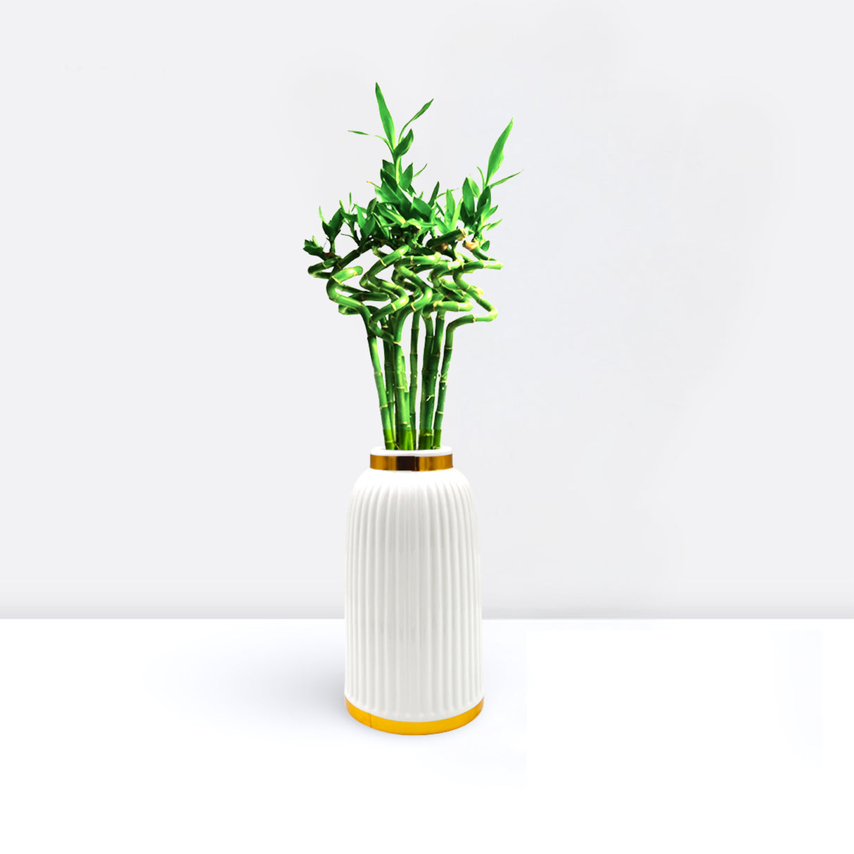 Lucky Bamboo “Per Stick” الخيزران محظوظا Indoor Bamboo Plants Sticks, Water indoor bamboo