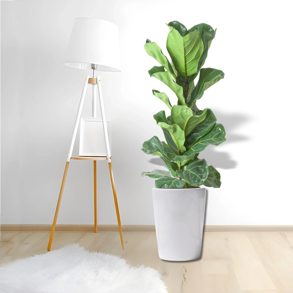 Ficus lyrata or Fiddle Leaf Fig