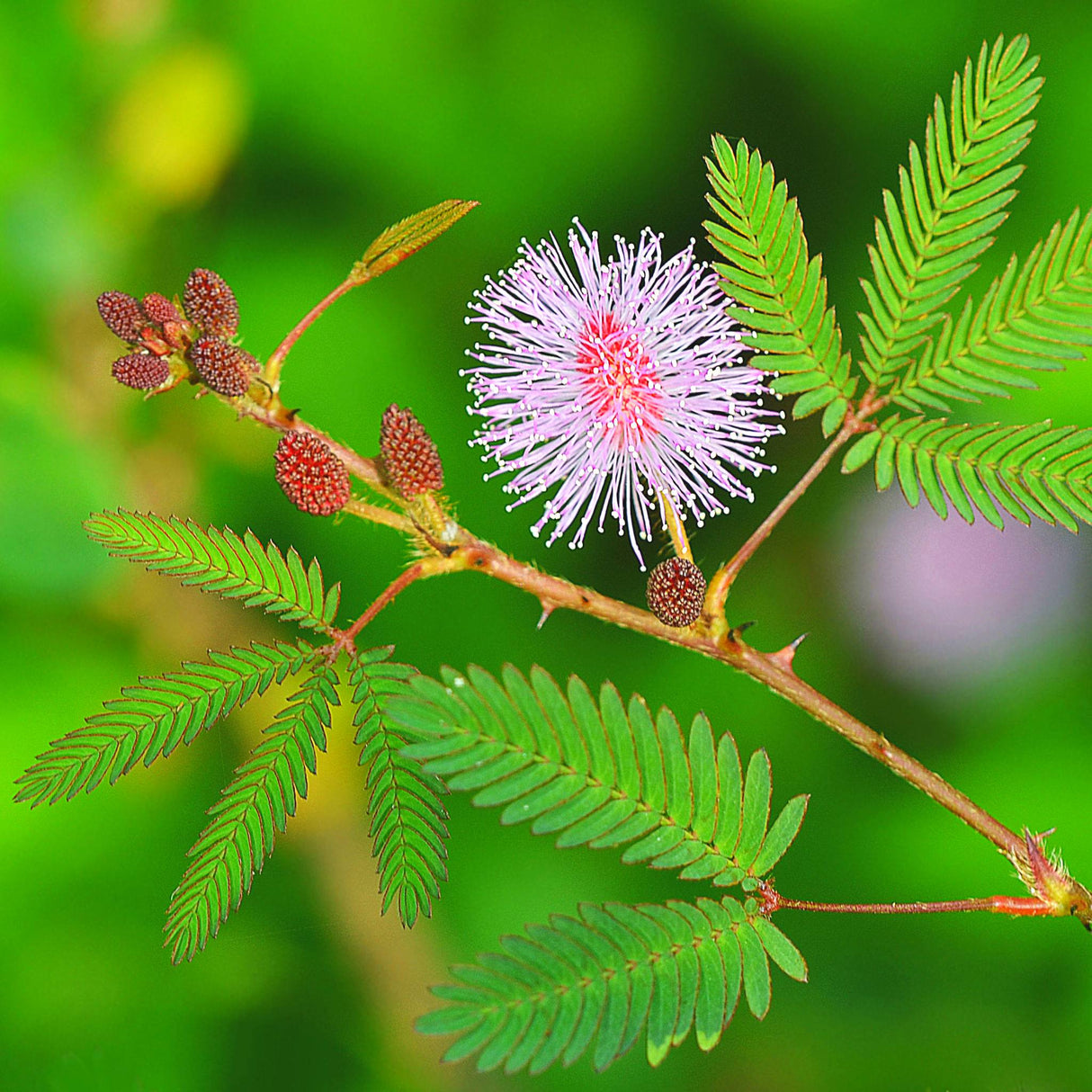 Touch-Me-Not "Mimosa Pudica"