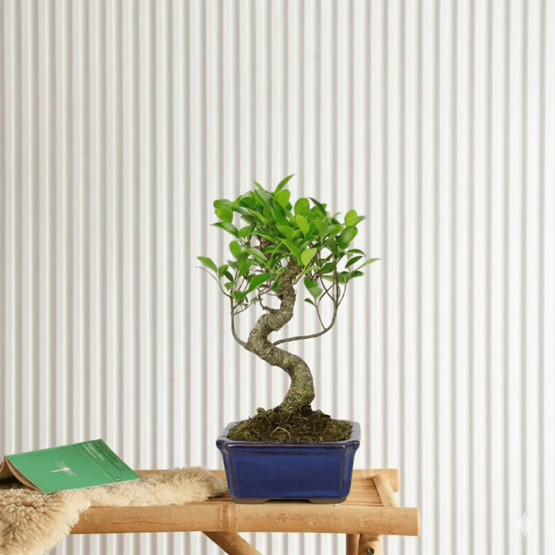 Mini Bonsai Mixed with Bowl 40-50cm