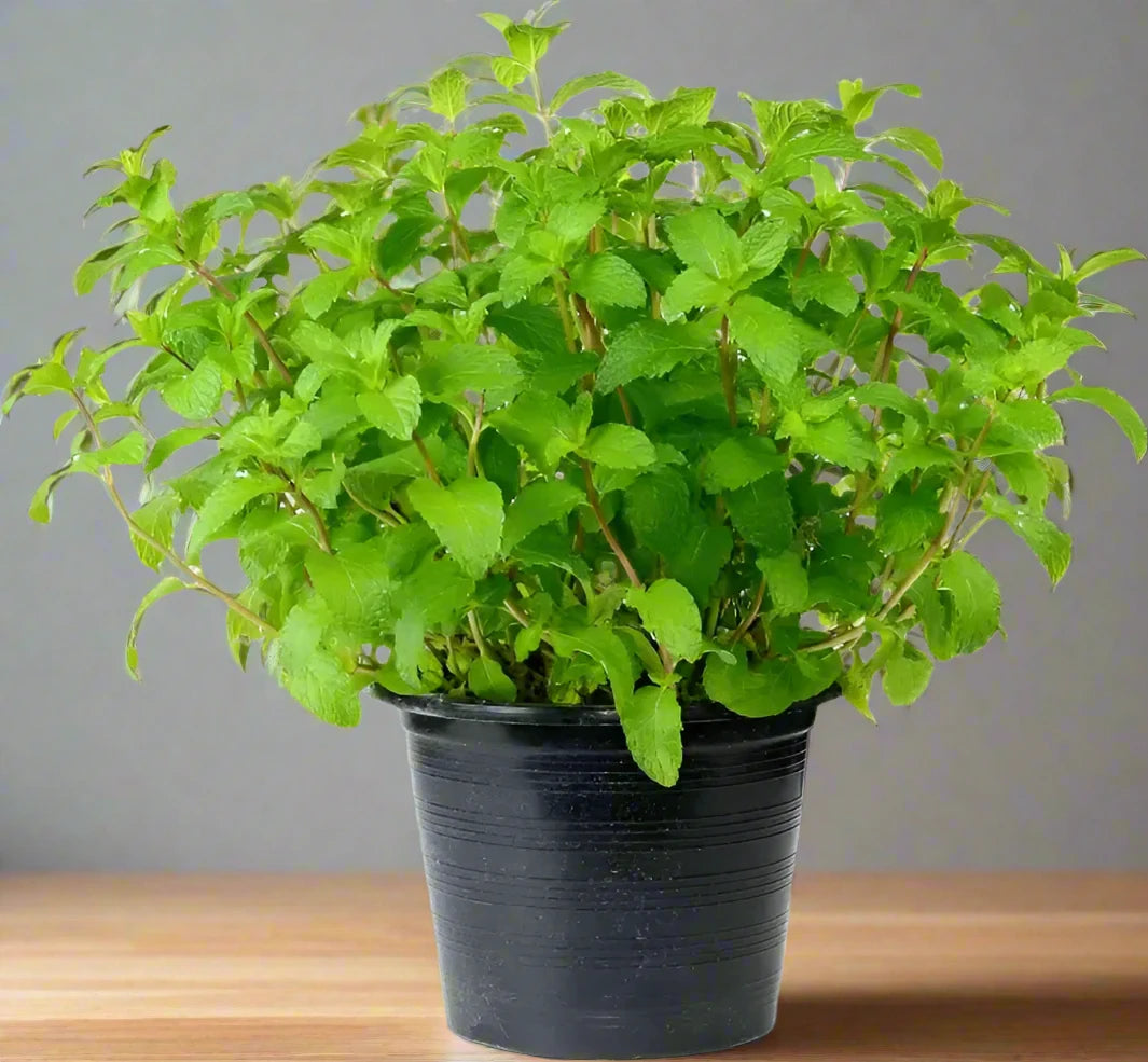 Mint Plant or Mentha