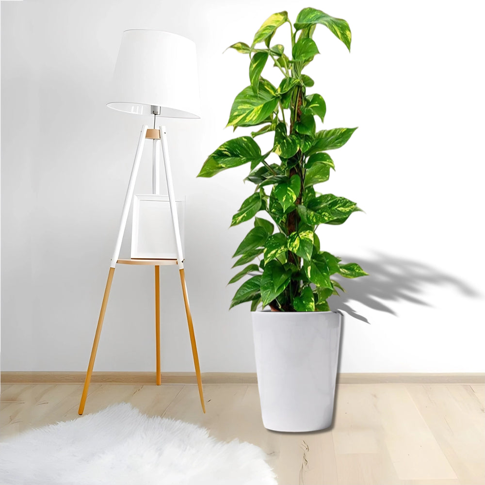 Money Plant, Epipremnum Aureum Mosstok