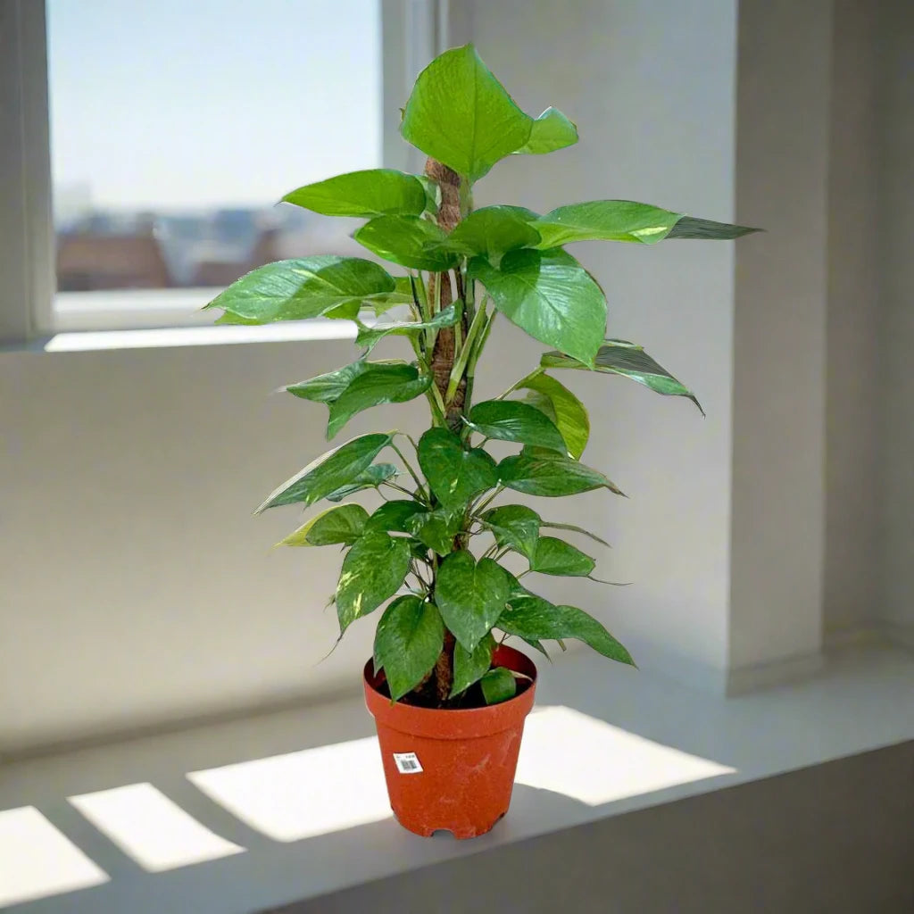 Money Plant, Epipremnum Aureum Mosstok