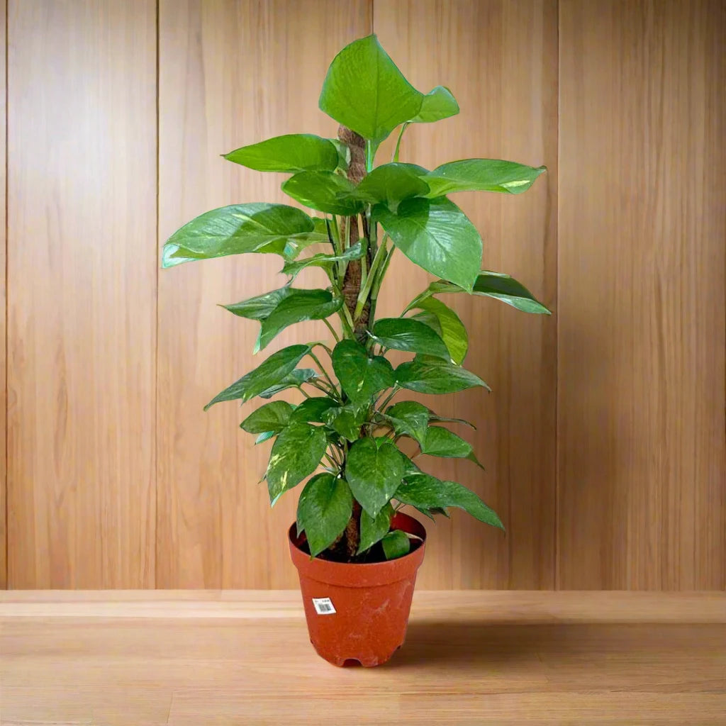 Money Plant, Epipremnum Aureum Mosstok