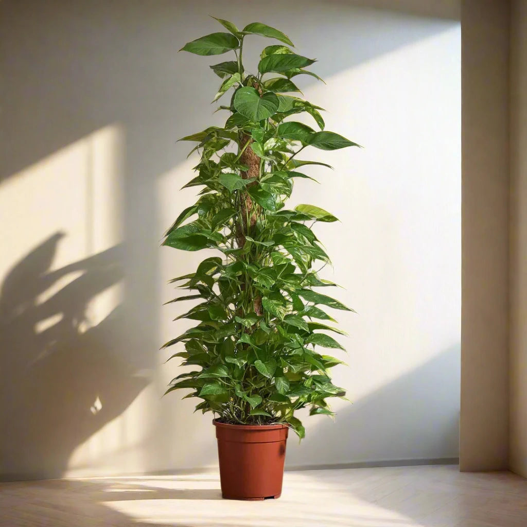 Money Plant, Epipremnum Aureum Mosstok