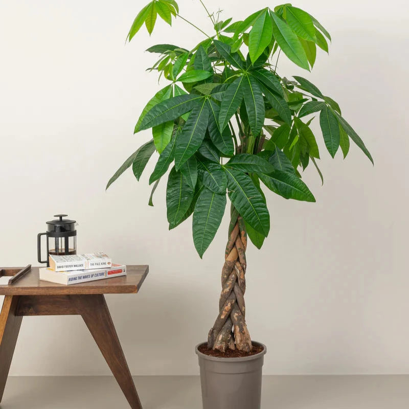 Pachira aquatica, Money Tree "Twisted Trunk" 130 - 150cm شجرة المال
