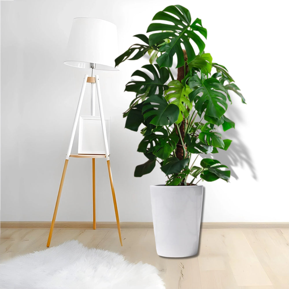 Monstera deliciosa "The Hurricane or Swiss Cheese Plant"