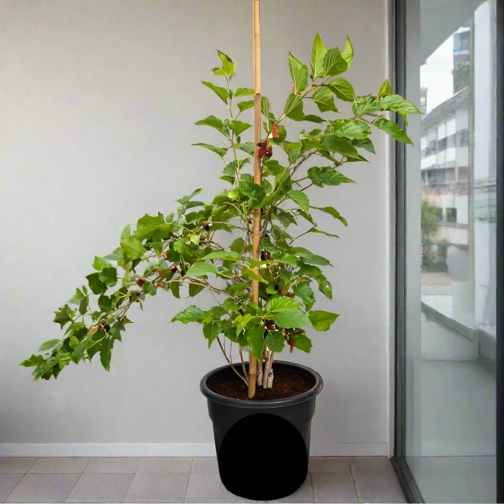 Morus alba Or Mulberry Tree توت