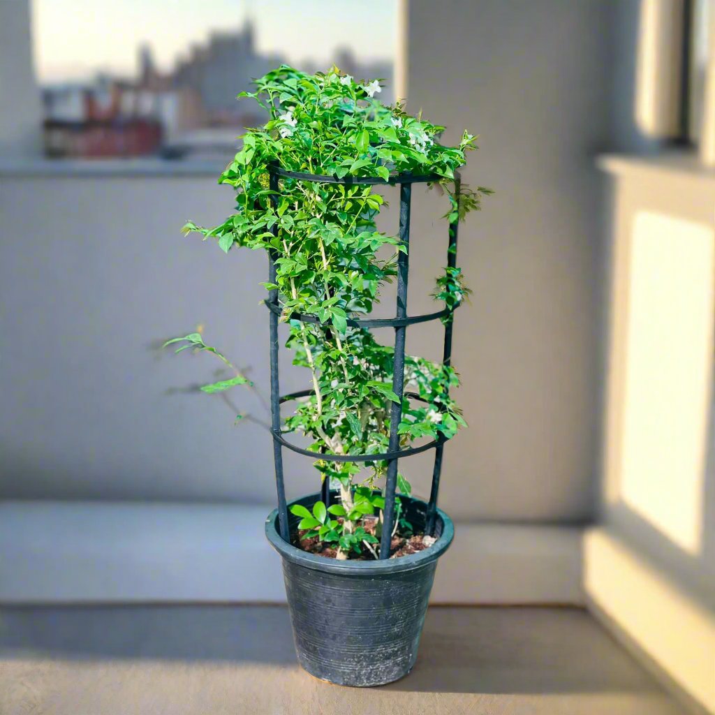 Murraya paniculata "Orange or Thai Jasmine"