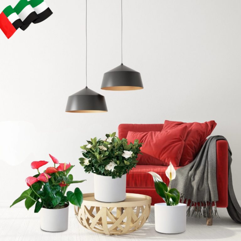 National Day Celebrate Bundle in White Cement Pots