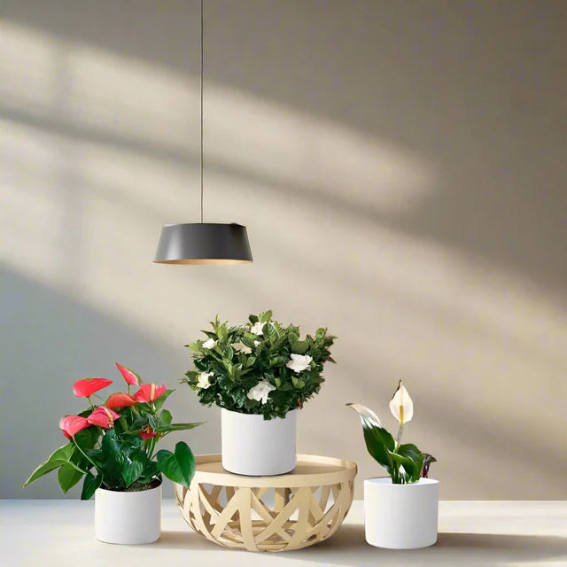 National Day Celebrate Bundle in White Cement Pots