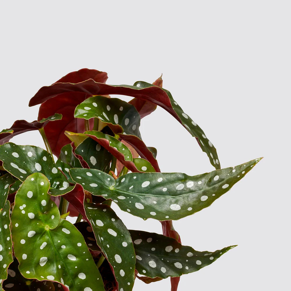 Begonia maculata or Polka Dot begonia 20 - 30cm