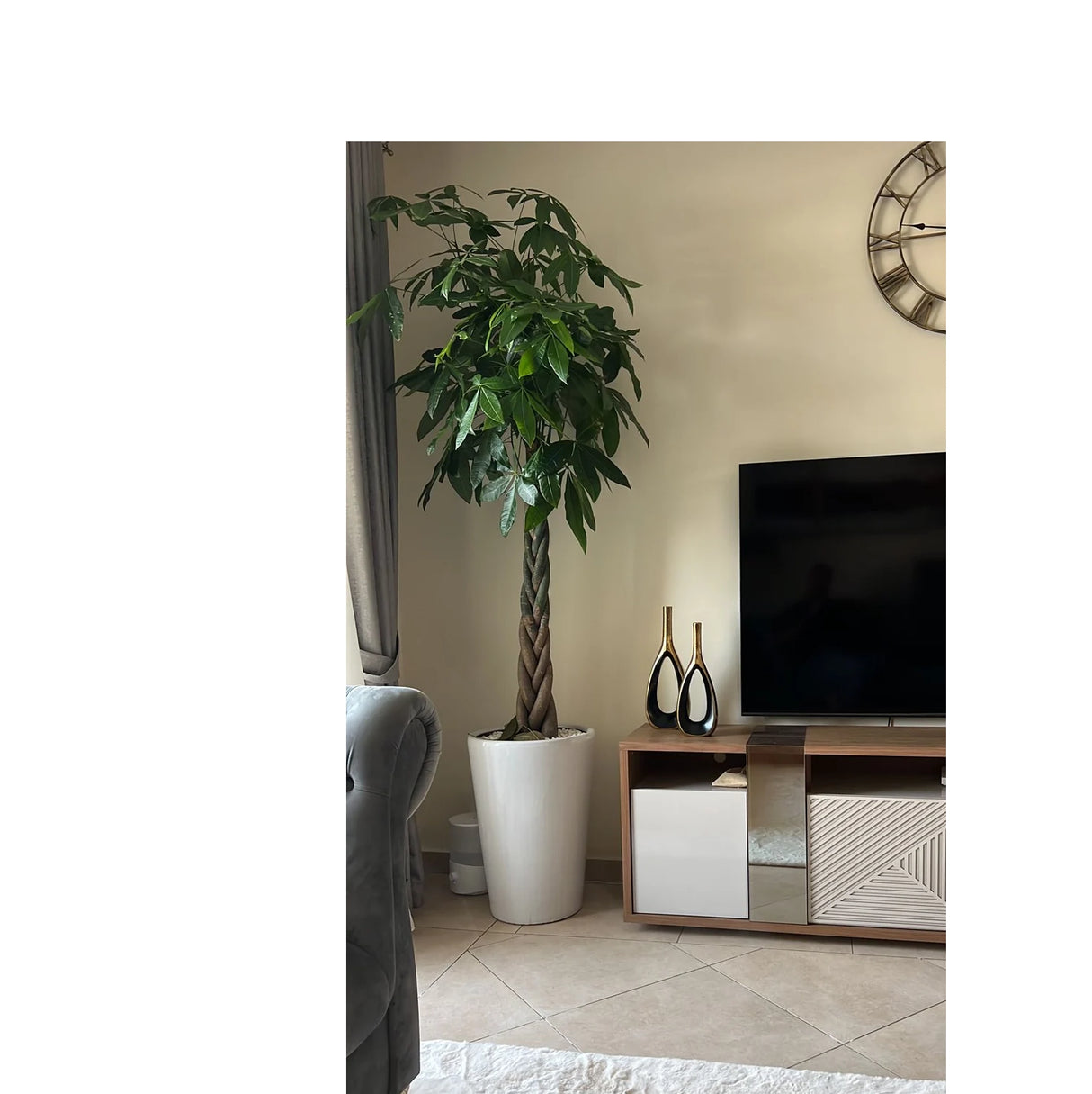 Pachira aquatica, Money Tree "Twisted Trunk" 130 - 150cm شجرة المال