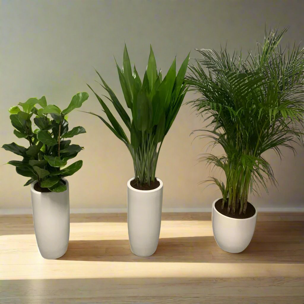 Low Light Office Plant Set