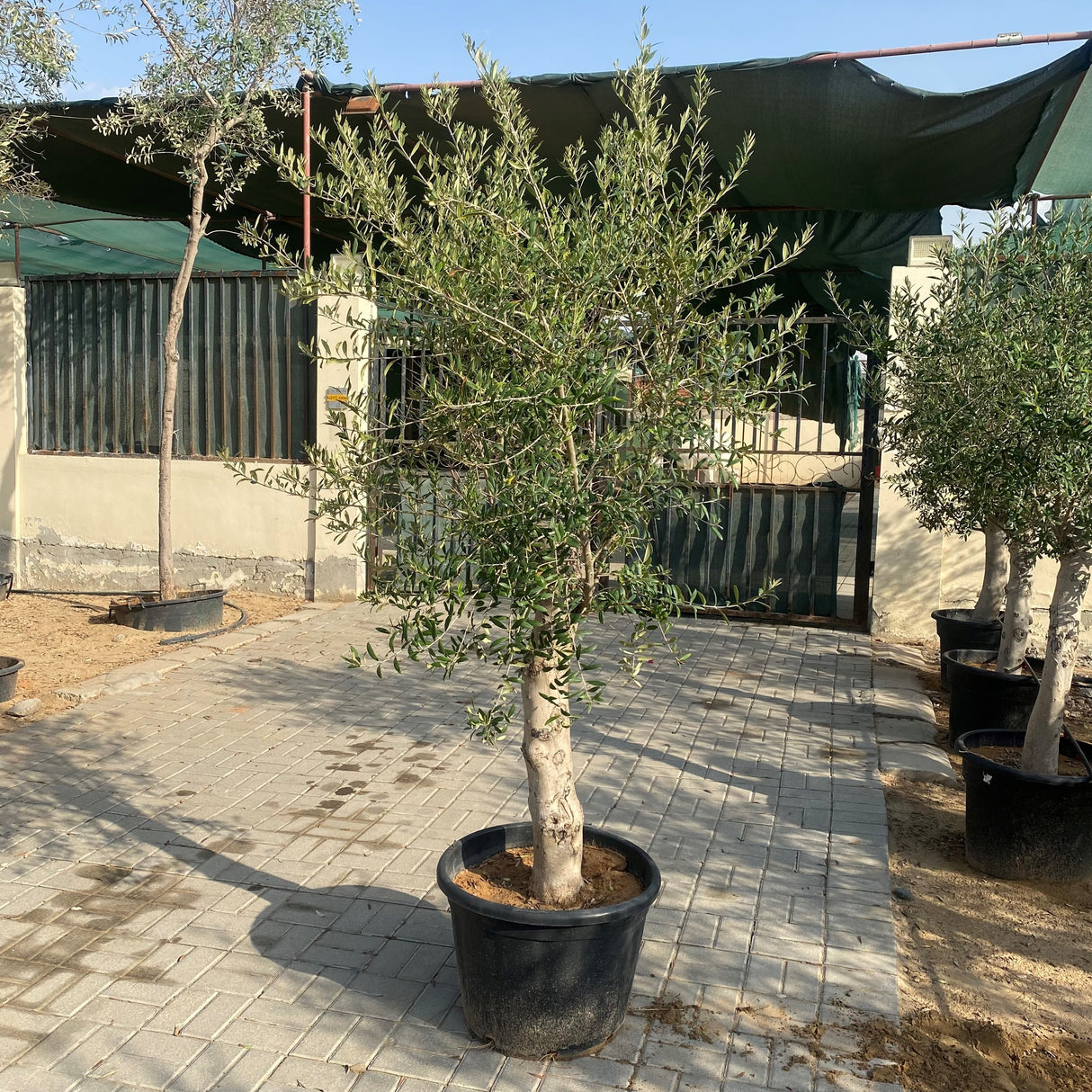 Olea europea or Mature Olive Tree 1.5-1.7m, 90-100mm Dia
