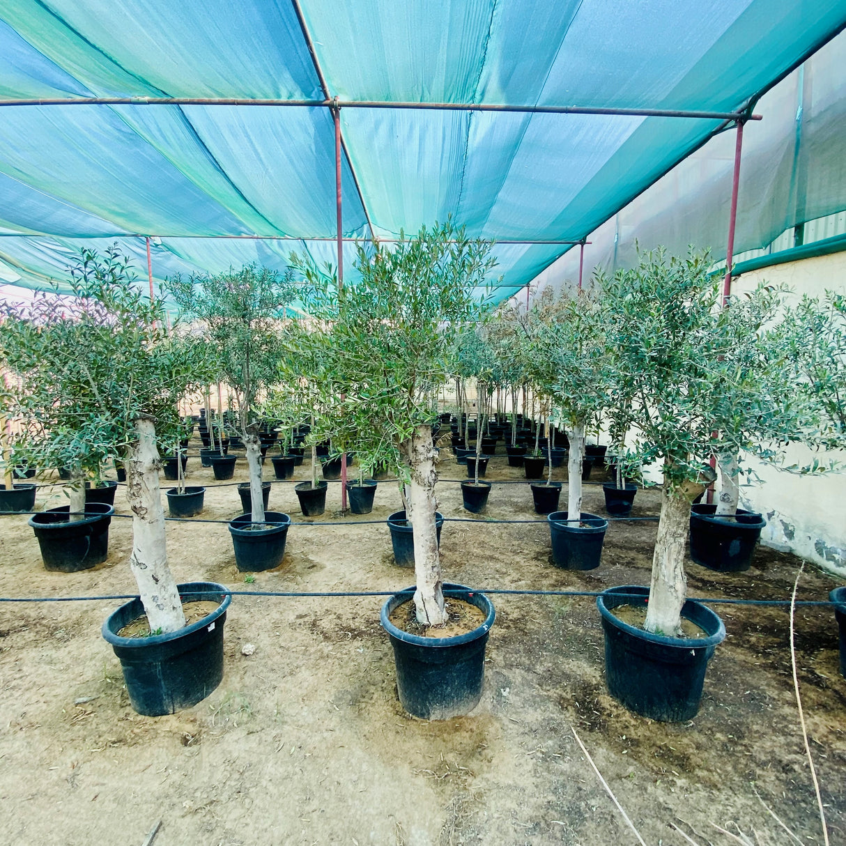 Olea europea or Mature Olive Tree 1.5-1.7m, 90-100mm Dia