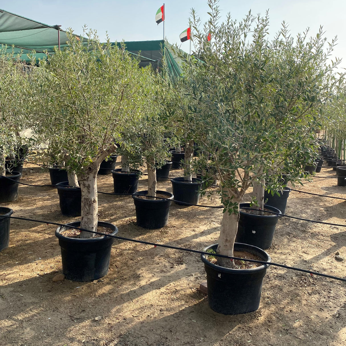 Olea europea or Mature Olive Tree 1.5-1.7m, 90-100mm Dia