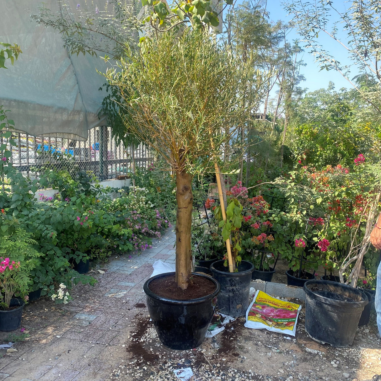 Olea europea or Mature Olive Tree 1.5-1.7m, 90-100mm Dia
