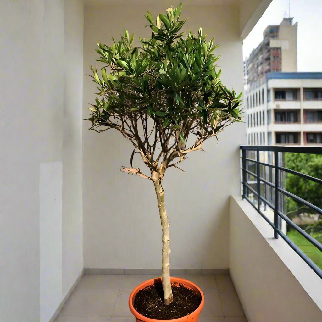 Olea europea or Olive Tree "1.0m-2.2m" شجرة زيتون