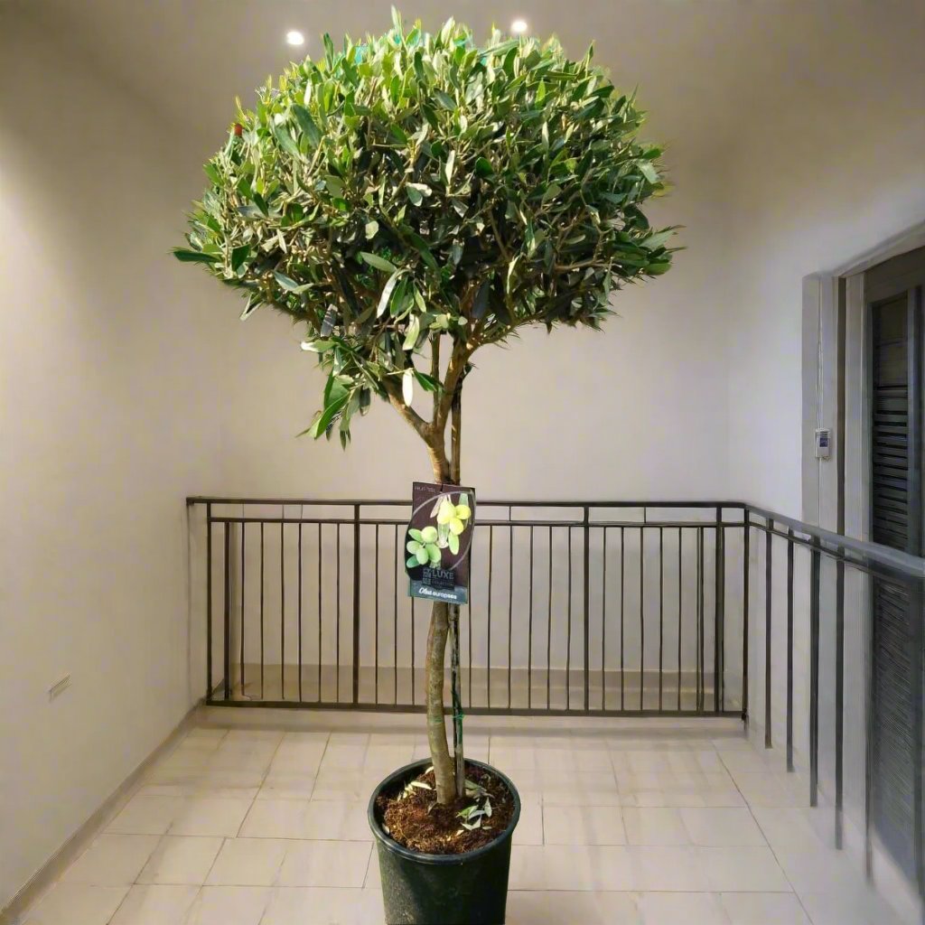 Olea europea or Olive Tree "1.0m-2.2m" شجرة زيتون
