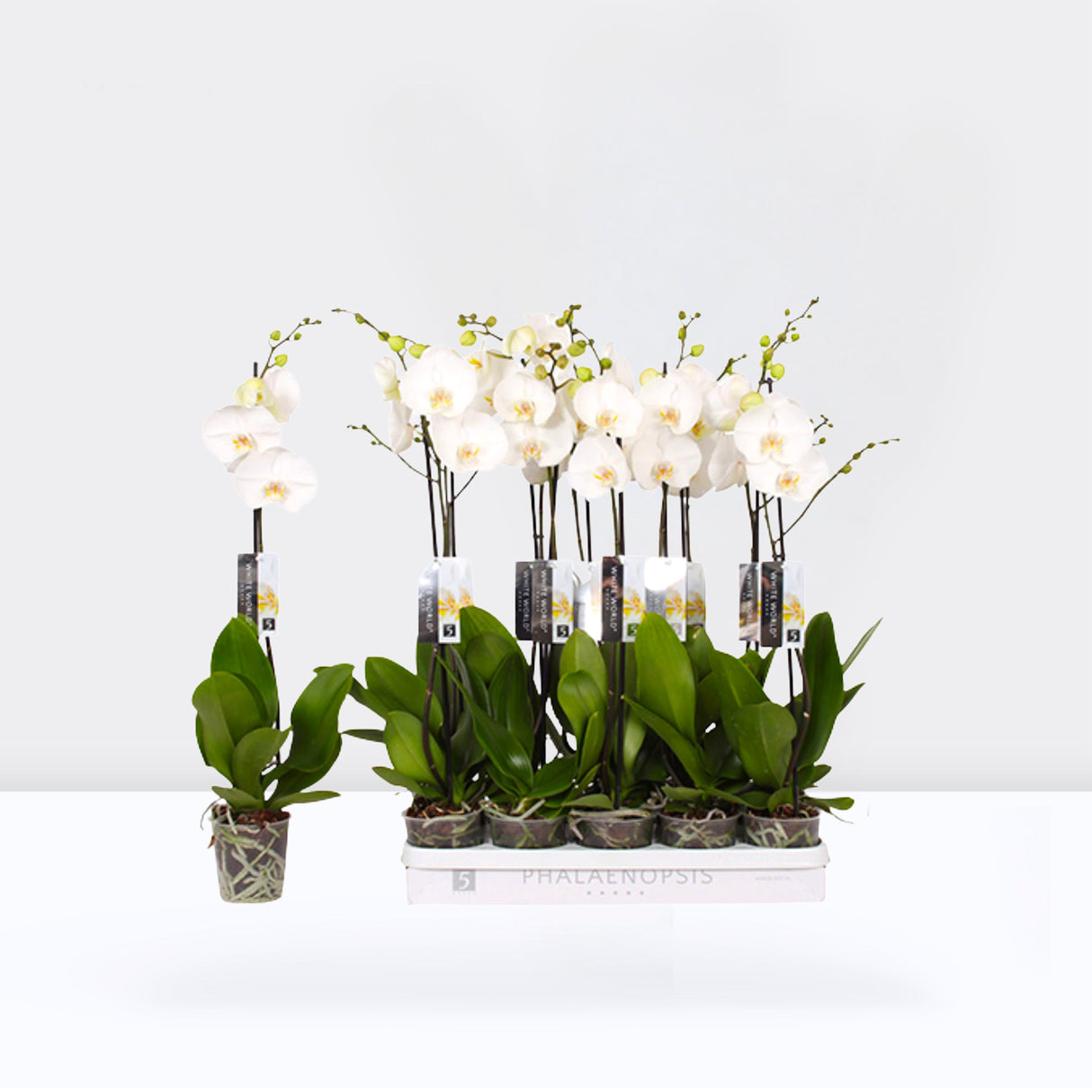 White orchids 50-70cm