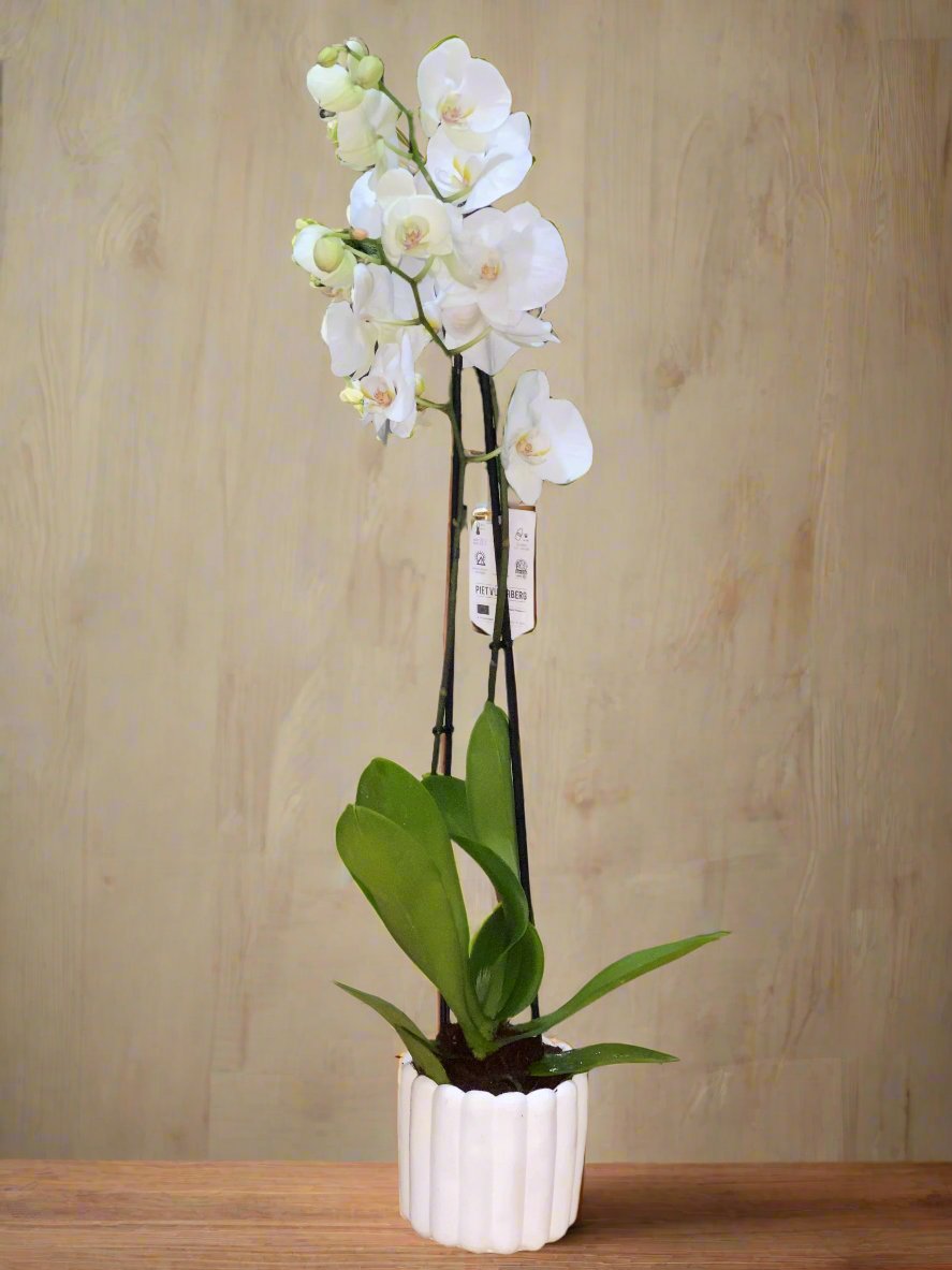 White orchids 50-70cm
