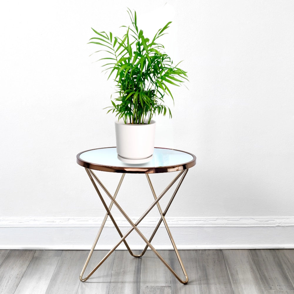 Chamaedorea Palm Indoor | Chamaedorea Elegans | Parlour Palm | Parlor Palm