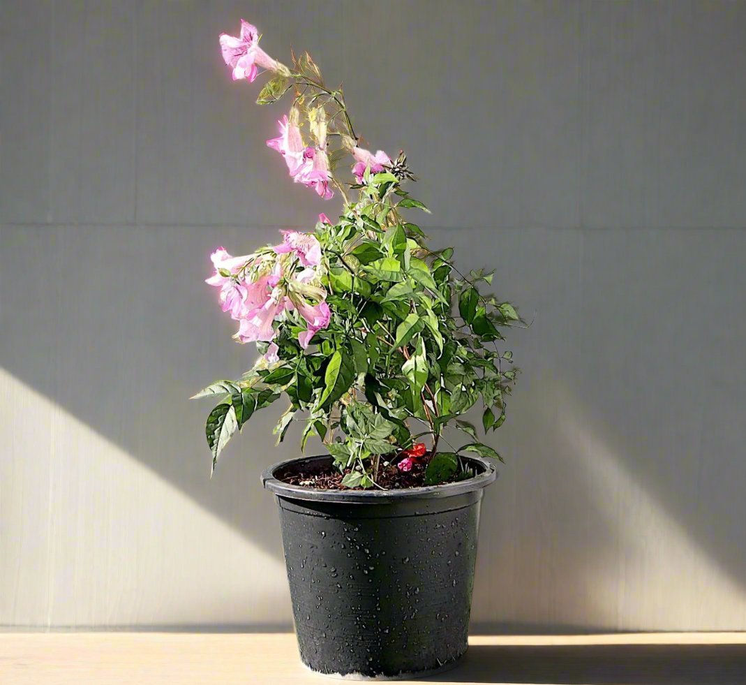 Pink Trumpet Vine "Podranea Ricasoliana" 0.4-0.5m