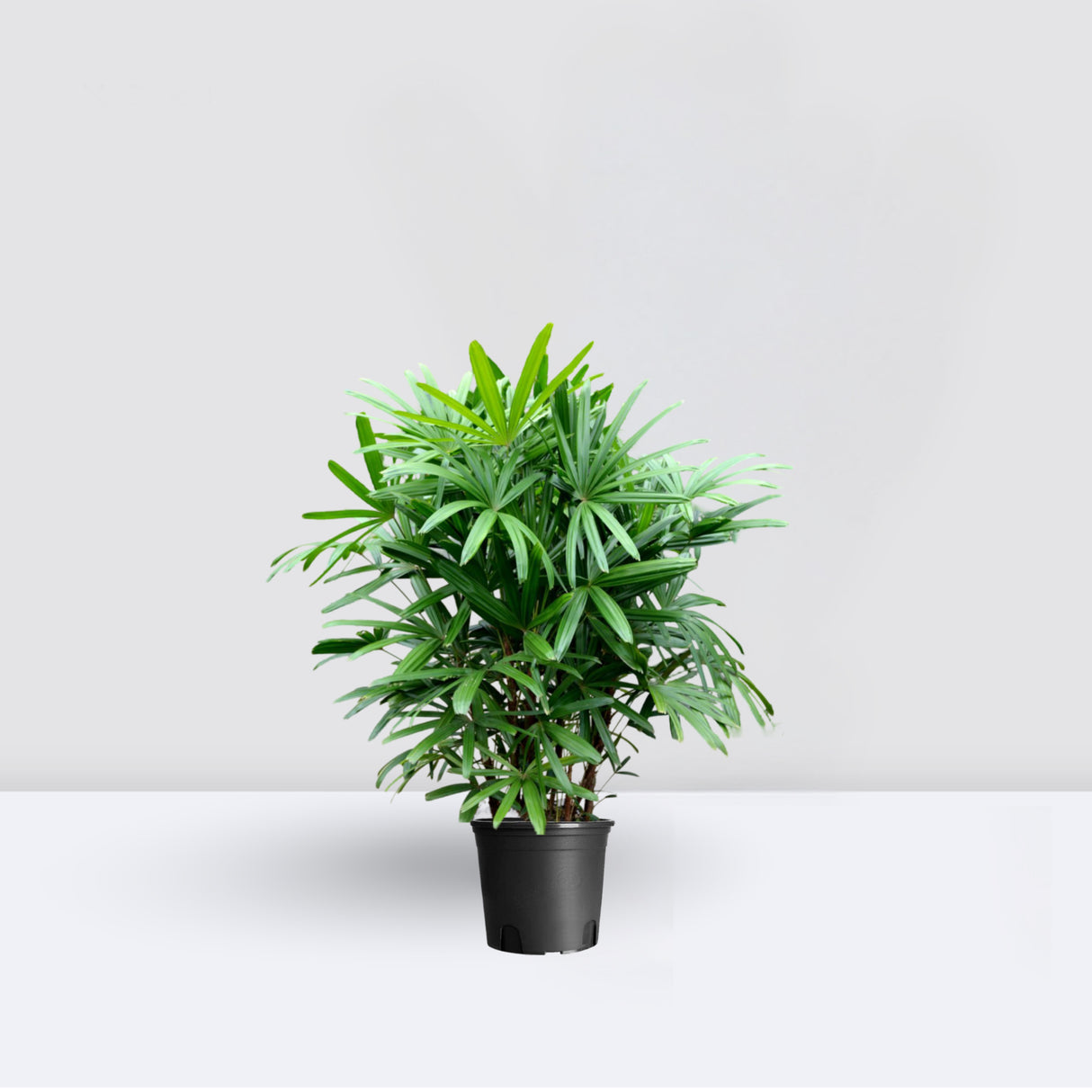 Rhapis Excelsa "Lady Palm سيدة النخيل or Miniature Fan Palm"