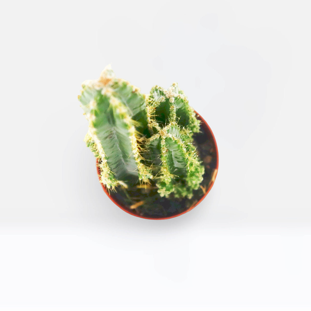 Cereus Peruvianus or Peruvian Cactus 5-10cm