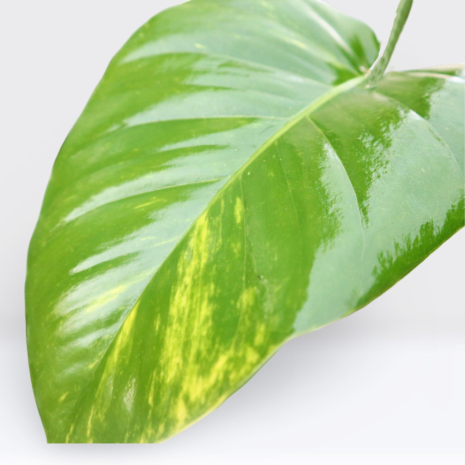 Money Plant, Epipremnum Aureum Mosstok