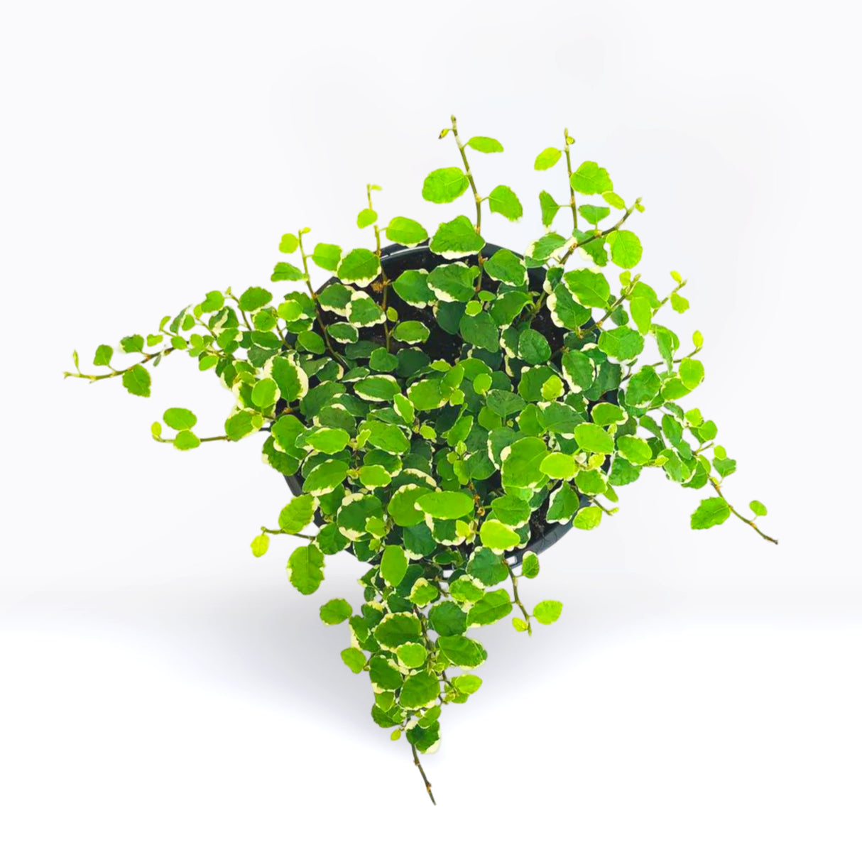 Ficus pumila- Creeping fig "Varigated"
