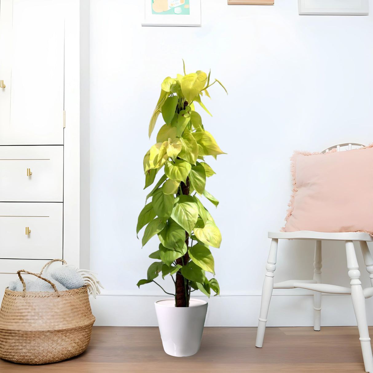 Scindapsus Golden "Golden Money Plant" 80-90cm