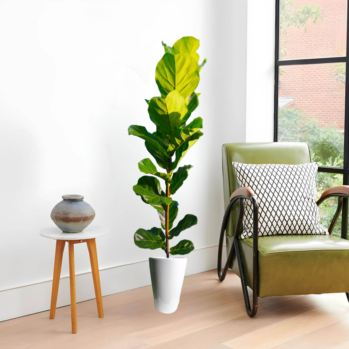 Ficus lyrata or Fiddle Leaf Fig