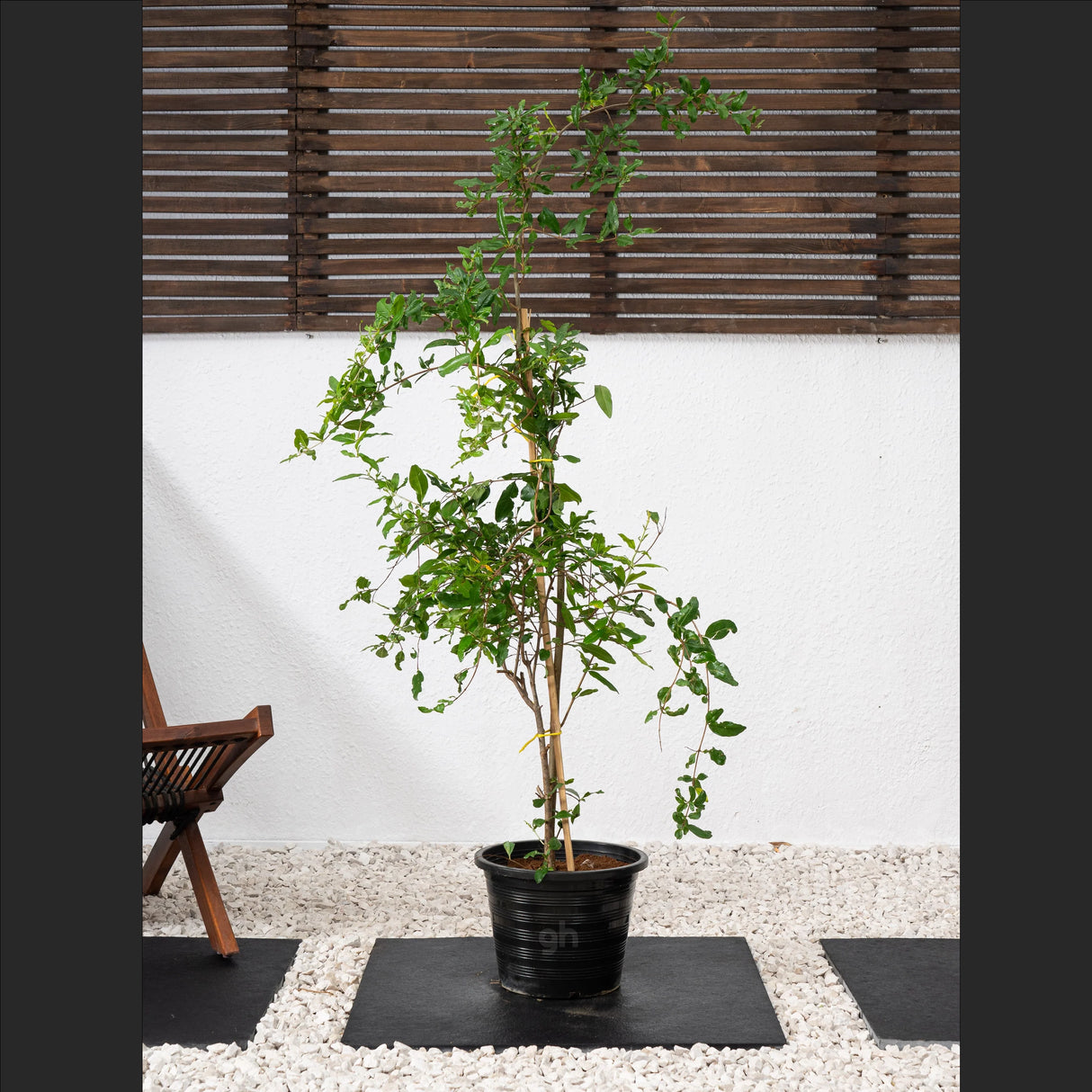 Punica granatum Or Pomegranate Tree شجرة الرمان