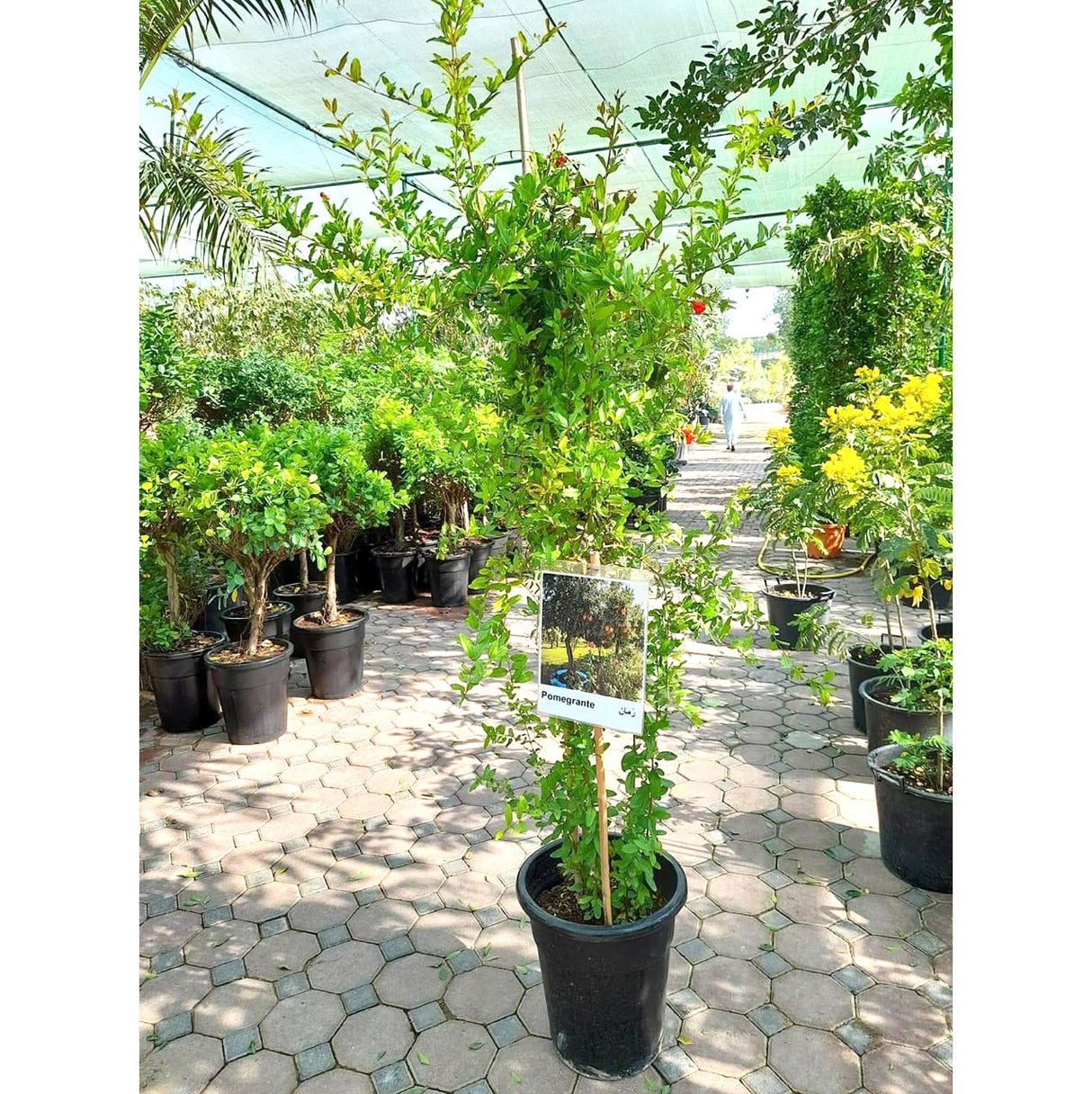 Punica granatum Or Pomegranate Tree شجرة الرمان