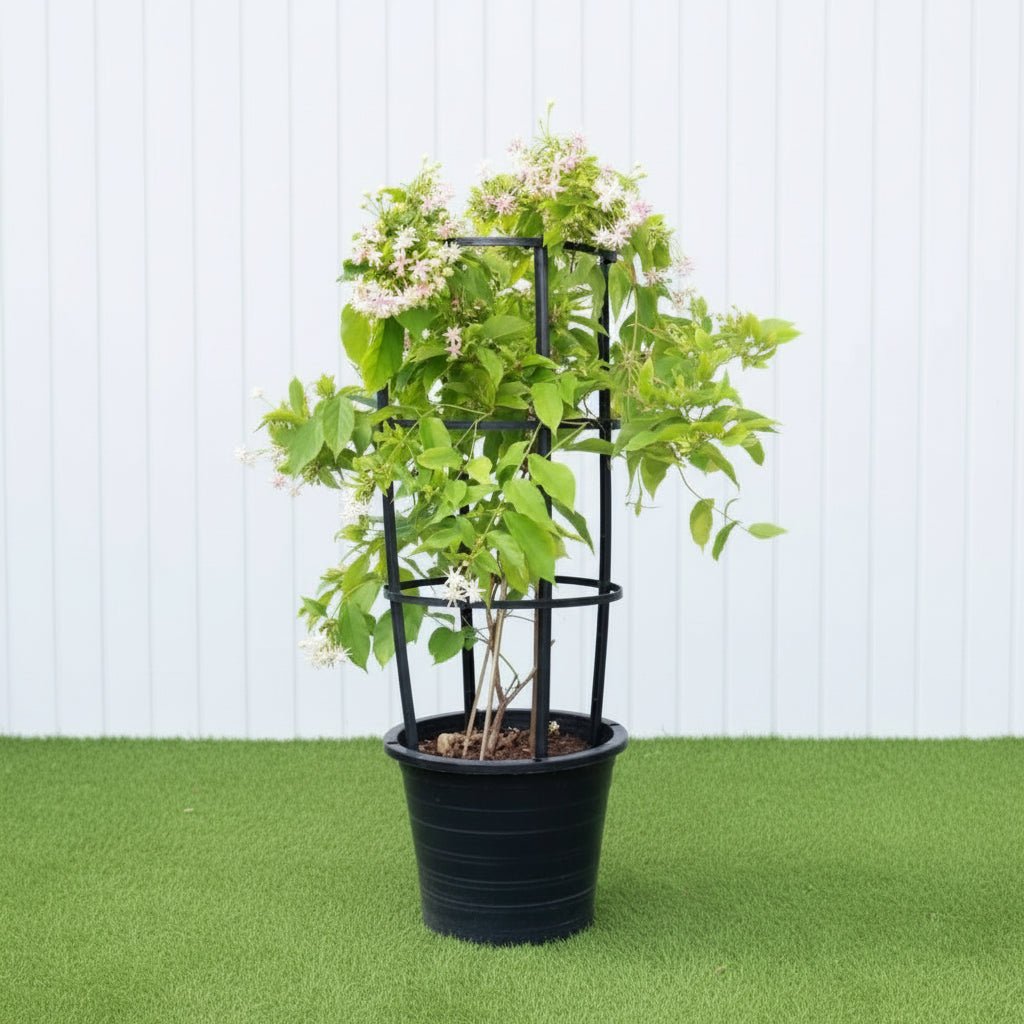 Quisqualis indica Or Rangoon Creeper