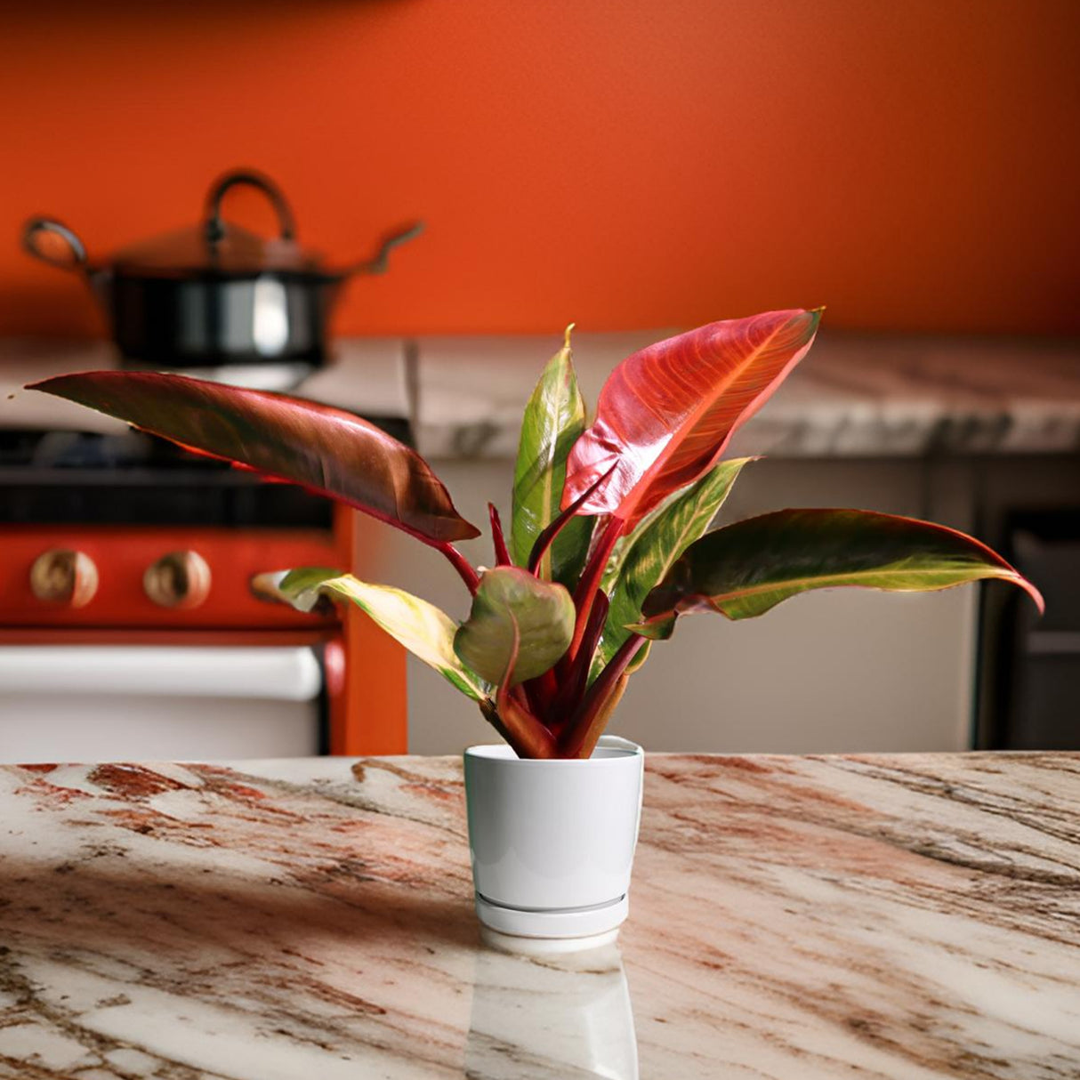 Philodendron Red Sun