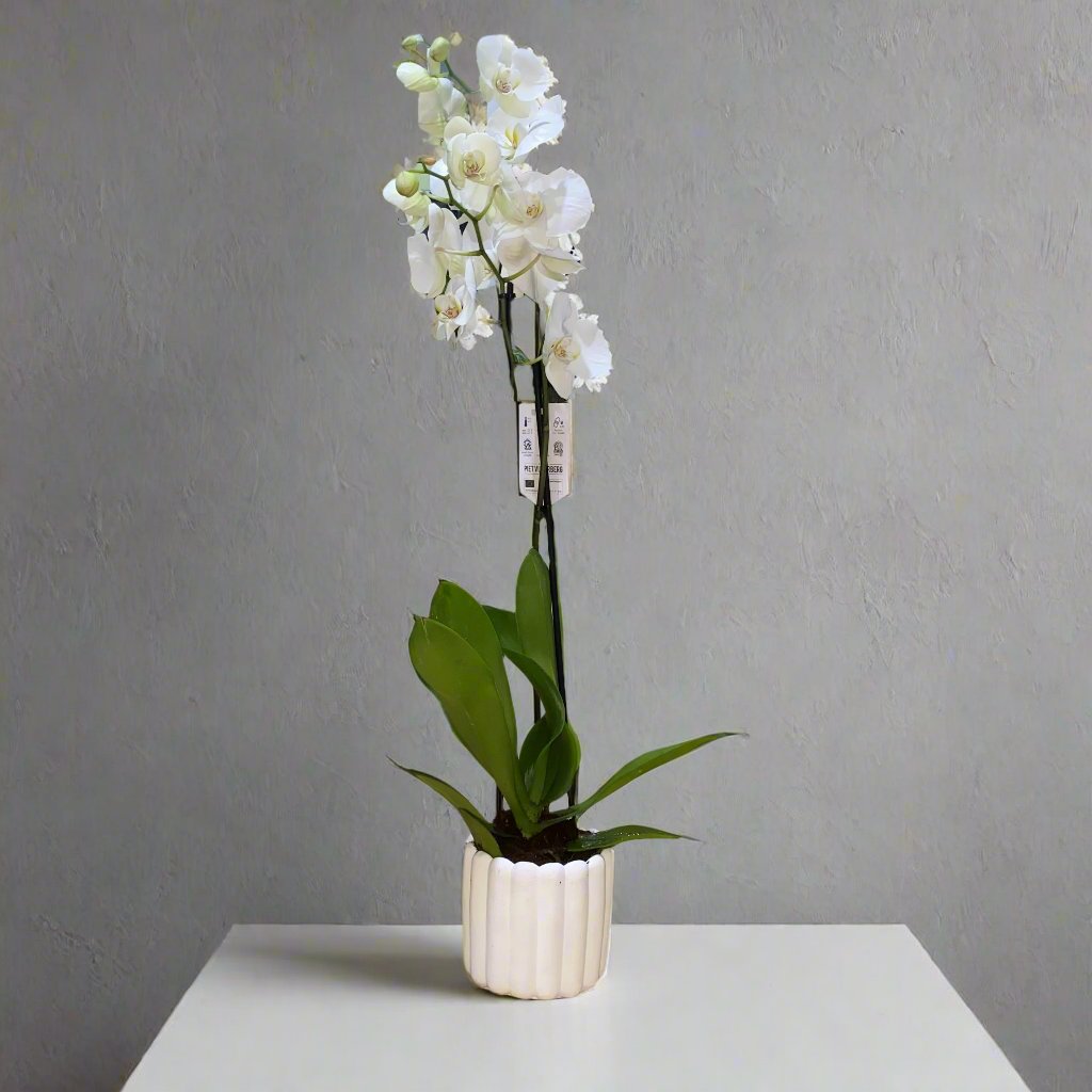 White orchids 50-70cm