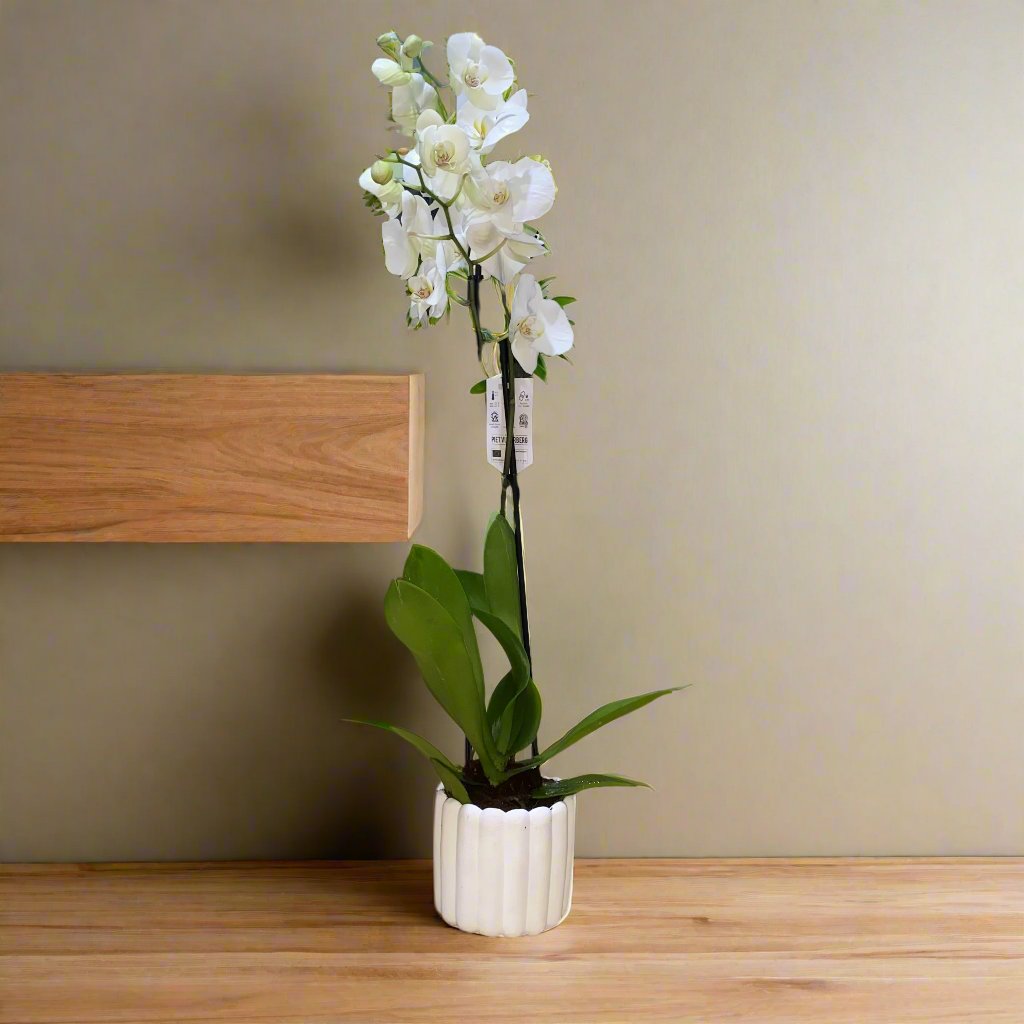 White orchids 50-70cm
