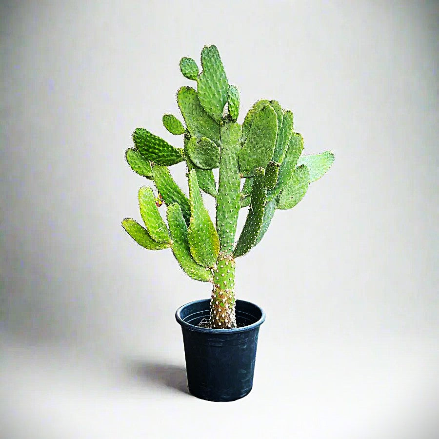 Opuntia Consolea | Road Kill Cactus