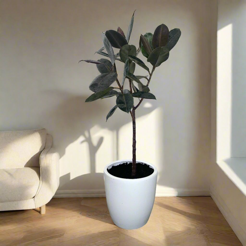 Ficus elastica or Rubber Plant Holland