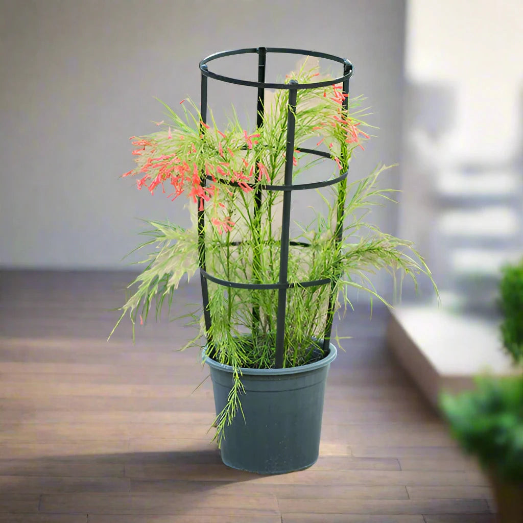 Russelia equisetiformis "Coral Plant, Firecracker Plant" 0.7-0.9m