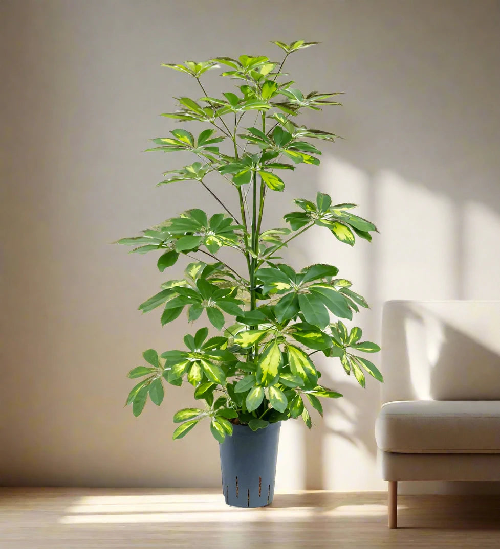 Schefflera Arboricola | Gold Capella | Dwarf Umbrella Tree