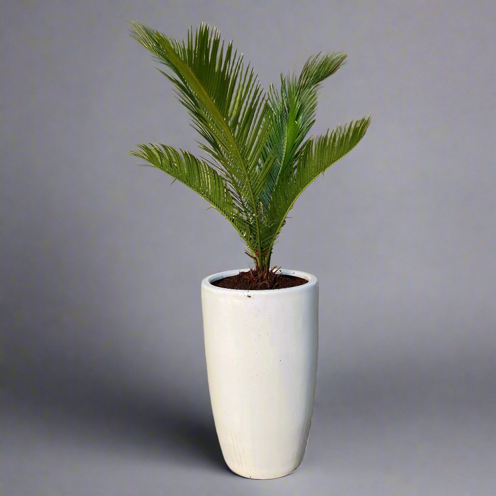 Cycas Revoluta “Sago Palm” 60-80cm in White Ceramic Pot