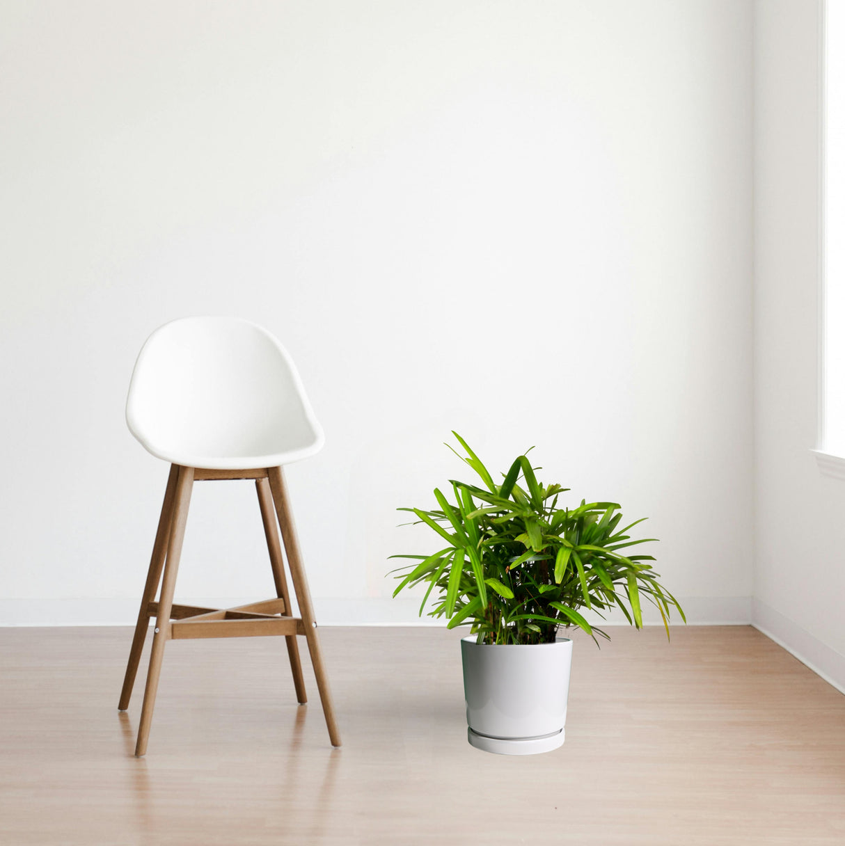 Rhapis Excelsa "Lady Palm سيدة النخيل or Miniature Fan Palm"