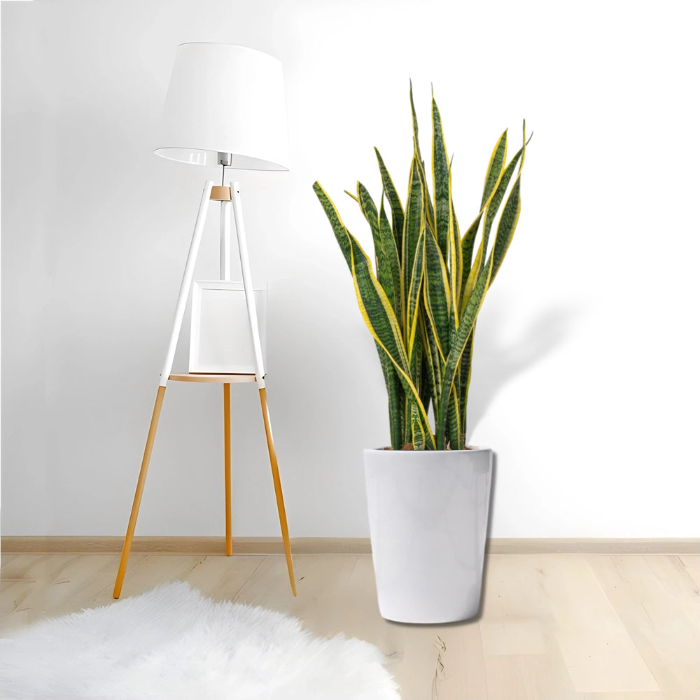 Sansevieria trifasciata 'Laurentii' or Snake Plant