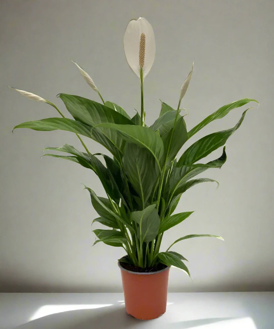 Spathiphyllum or Peace Lily "زنبق السلام"