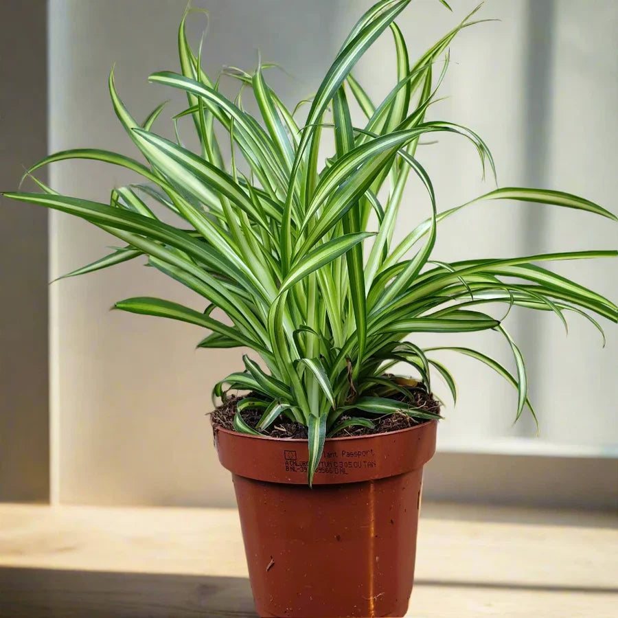 Chlorophytum comosum ‘Variegatum’ (Spider plant or Airplane plant)