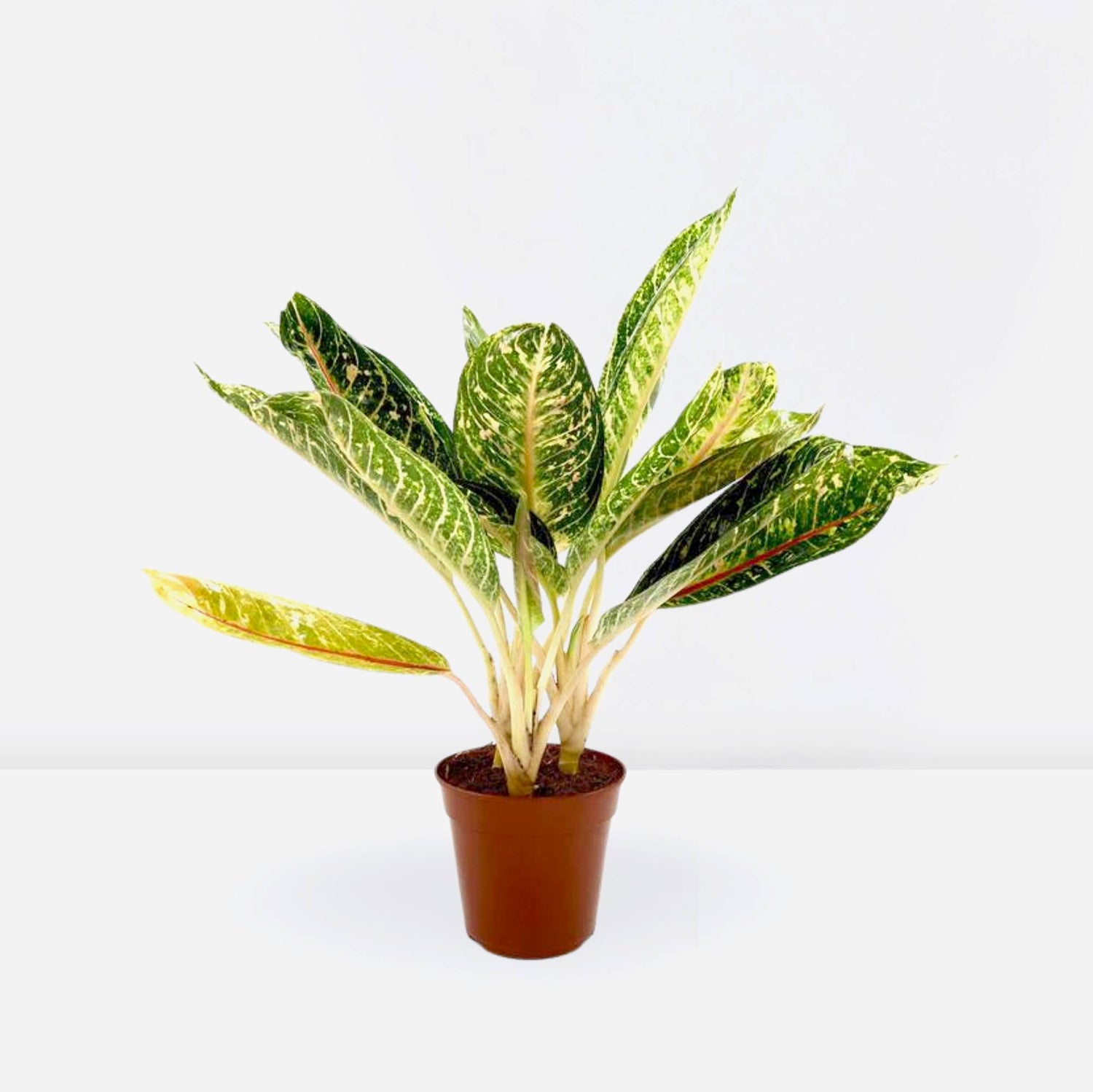 Aglaonema spp | Aglaomema Mix 25-30cm